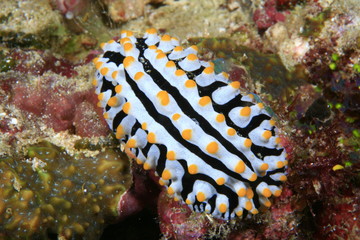 Warzenschnecke, Nudibranch