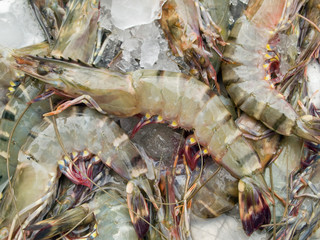 Fresh shrimp on ice