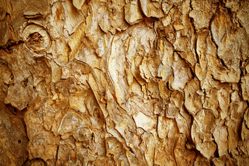 old bark pattern