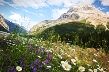 Field of daisies and wild flowers