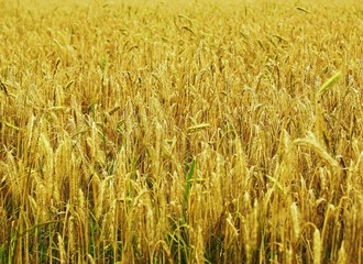 Kornfeld im Sommer
