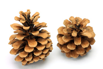 pinecone