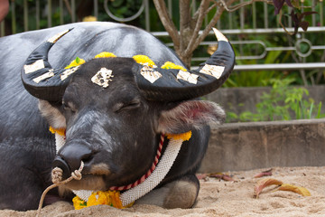 closeup thai fighting buffalo in uniform