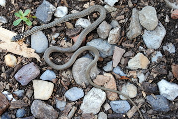 natrix natrix, reptile also called water snake