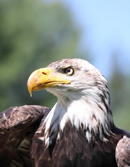 aigle