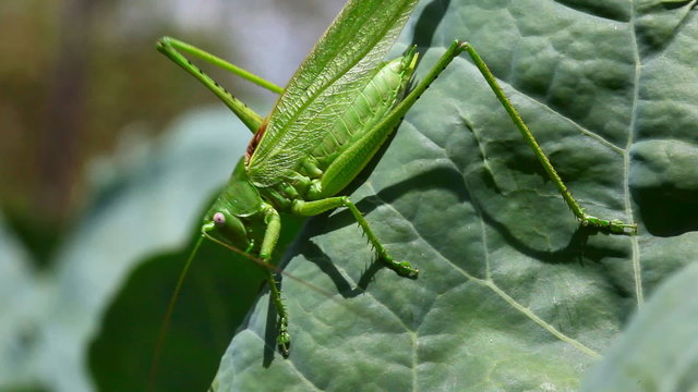 Grasshopper on the leaf of cabagge.