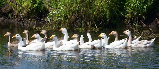 Geese on small river