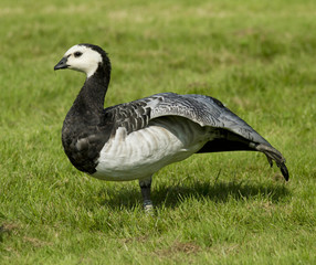 Barnacle goose