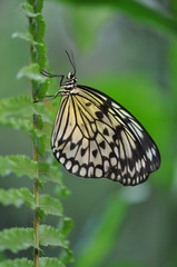 Fototapeta na wymiar Schmetterling an Farn