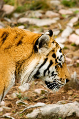 Tiger Panthera tigris altaica