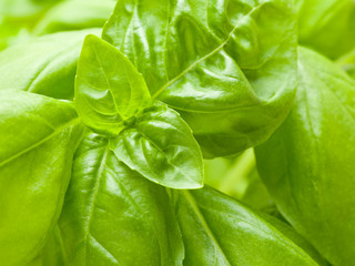 Fresh basil