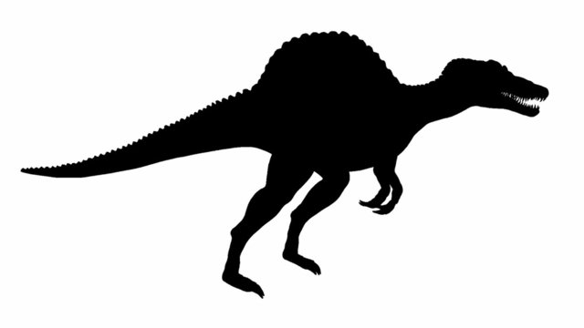 Looping Dinosaur Spinosaurus  Animation. isolate