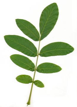 leaf of walnut tree