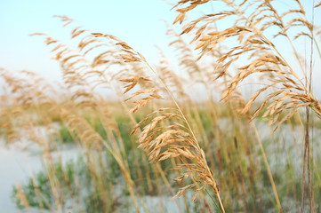 Sea Oats in the Sand Dunes at the Beach - 34919302