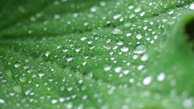 Blatt mit Wassertropfen