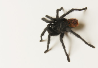 A Costa Rican, also known as Desert, Tarantula