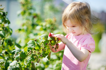 Adorable little girl picking raspberries in a garden