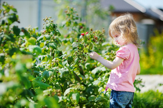 Adorable little girl picking raspberries in a garden