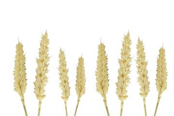Wheat isolated on a white background with copy space