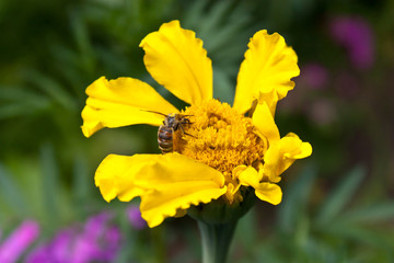 Bee