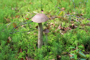 подберезовики