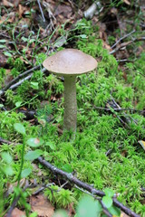 подберезовик