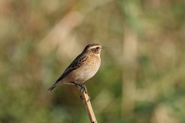 Whinchat, Saxicola rubetra