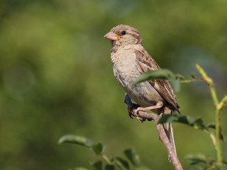 House Sparrow, Passer domesticus