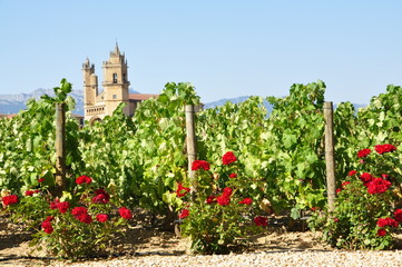 Fototapeta na wymiar Rioja