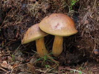 Maronenr&ouml;hrling - Xerocomus badius