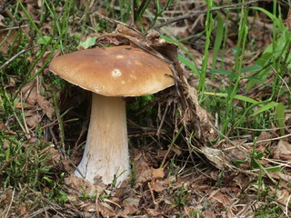 Steinpilz - Boletus edulis
