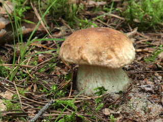 Junger Steinpilz - Boletus edulis