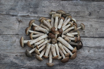 подберезовики