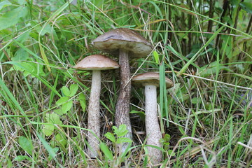 подберезовики