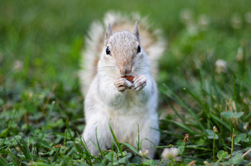 Naklejka na ściany i meble Squirrel eats almond on grass