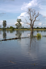 Fototapeta premium Siberian birds caught on dry treetop in the water.