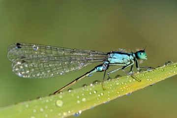 Große Pechlibelle