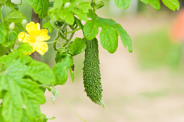 ゴーヤとゴーヤの花