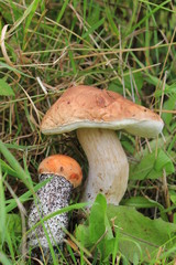 грибы