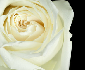 off-white rose