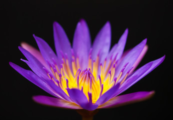 Beautiful lotus close up