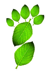 Naklejka na ściany i meble Green leaf footprint
