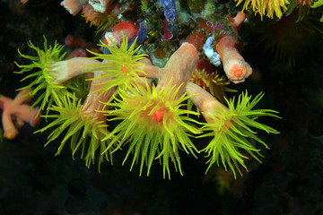 Koralle, Coral