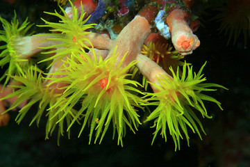 Koralle, Coral