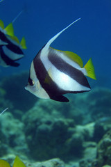 Wimpelfisch, Bannerfish