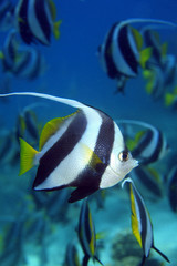Wimpelfisch, Bannerfish