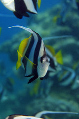 Fototapeta na wymiar Wimpelfisch, Bannerfish
