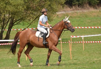 compétition équitation
