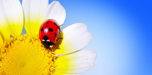 Red ladybug on camomile on blue clear background