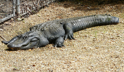 Injured Alligator